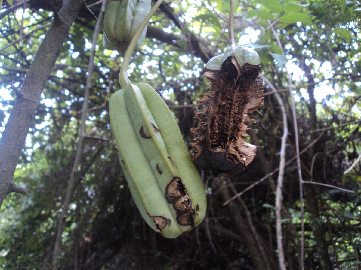 Aristolochia ringens Vahl